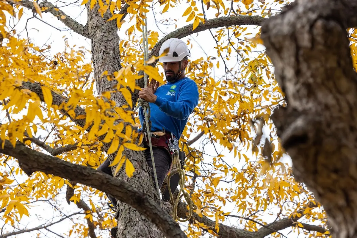 Skilled Tree Pruning crew working in Miamiville